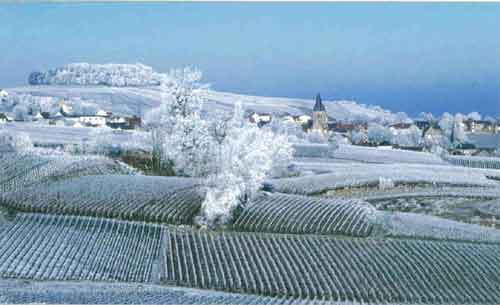 reims-natal