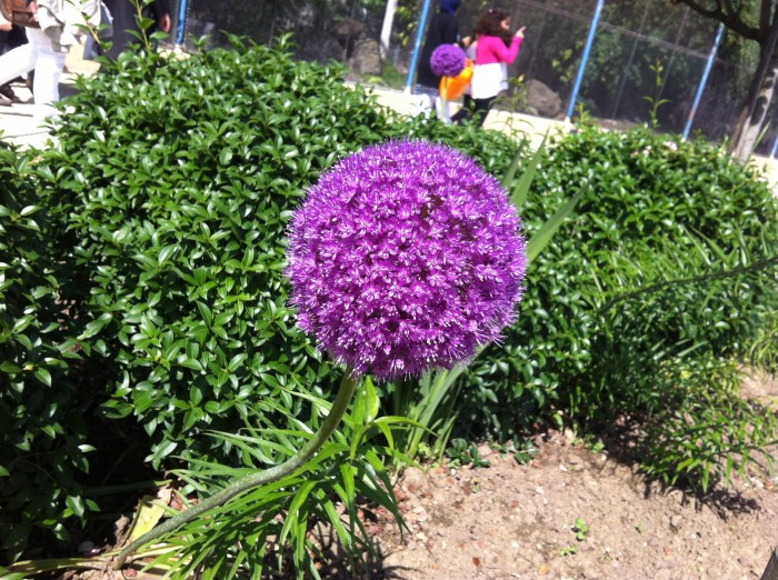 Flores, plantas e bichos no jardim