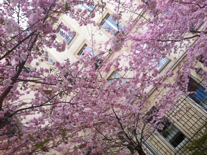 Cerejeiras em flor em Paris