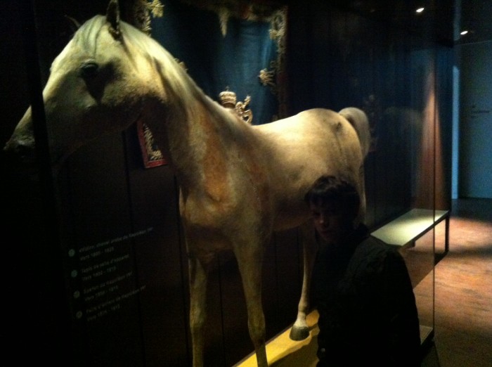 Cavalo branco de Napoleão no Musée des Invalides