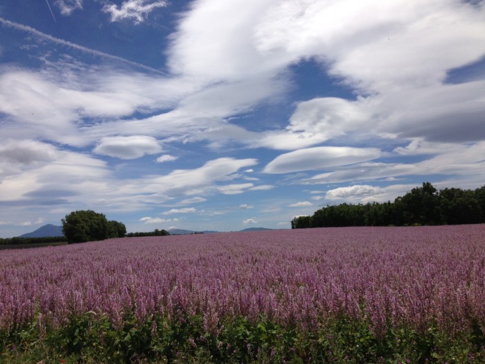 Campo de lavandas na Provence. Foto de Hugues Heddebault