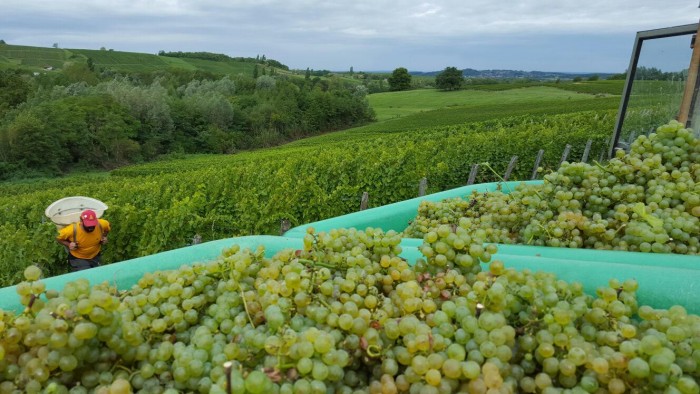 Na França, a colheita das uvas destinadas à produção de vinho é chamada de Vendange.