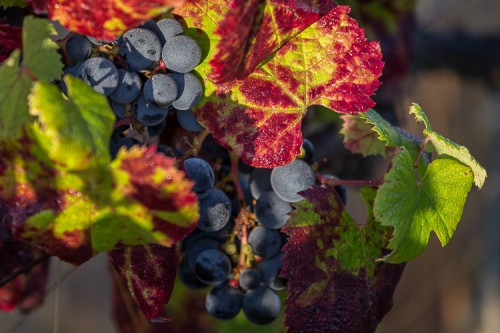 Bel Air la Royère_Merlot