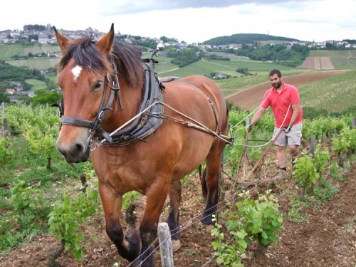 Sebastien Riffault_Cheval et Sancerre