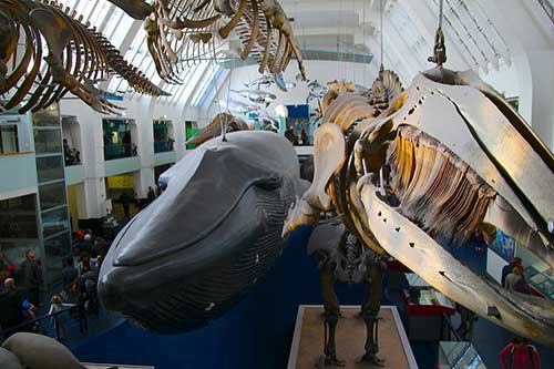 Natural History Museum. Kathryn Yengel no Flickr