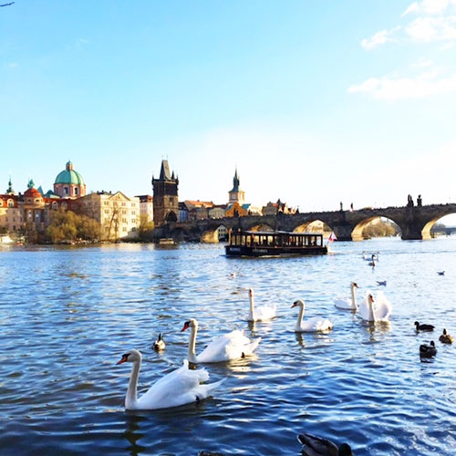 Cisnes com a Charles Bridge ao fundo