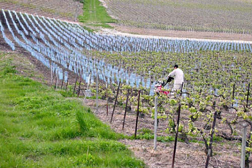 champanhes de pequenos produtores