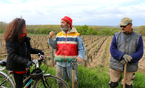 Vinhedos no Vale do Loire