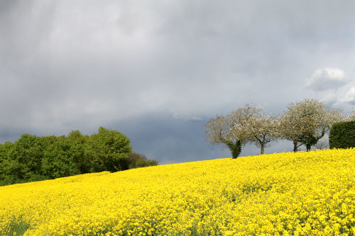 campos cultivados no Vale do Loire