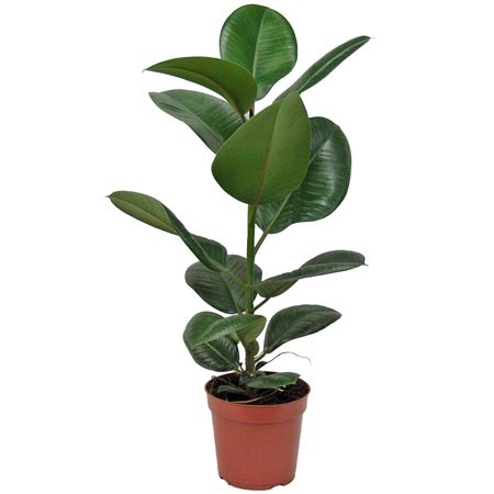 Ficus