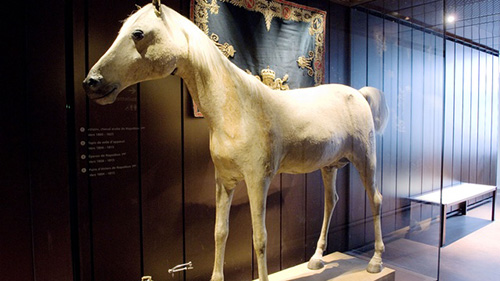 O cavalo branco de Napoleão