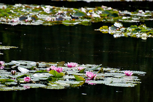 Jardim de Monet, ninféias. mat's eye no Flickr