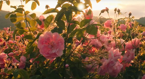 Plantação de rosas da família para Chanel