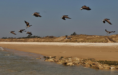 Ilha de Ré e seus pássaros. thierry Ilansades no Flickr