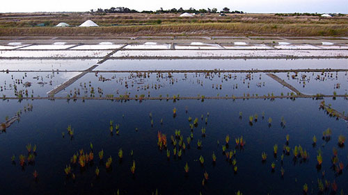 Île de Ré, salinas. Erwan Deverre no Flickr