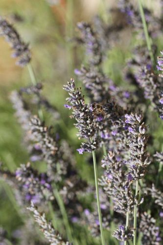 O mel de lavanda da Provence é relaxante e ajuda na cicatrização.