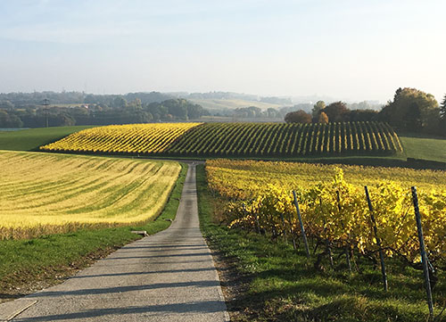 Os franceses gostam de vinho? Foto: a beleza dos vinhedos no outono