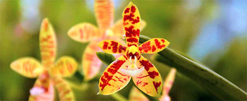 exposição mil e uma orquídeas