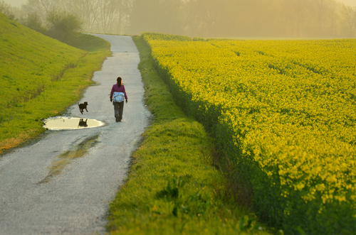 O que fazer no Vale do Loire? Ver os campos floridos na primavera. O que fazer no Vale do Loire? Ver os campos floridos na primavera.