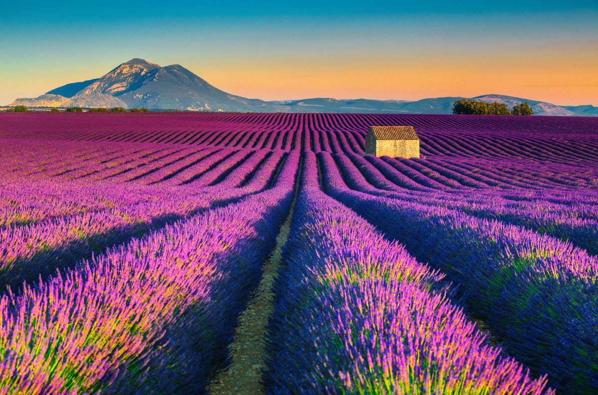 Os campos de lavanda em Valensole, na Provence, sul da França. 