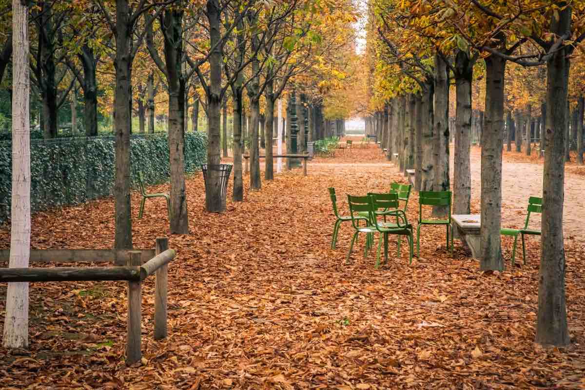 jardim tuileries outono em paris