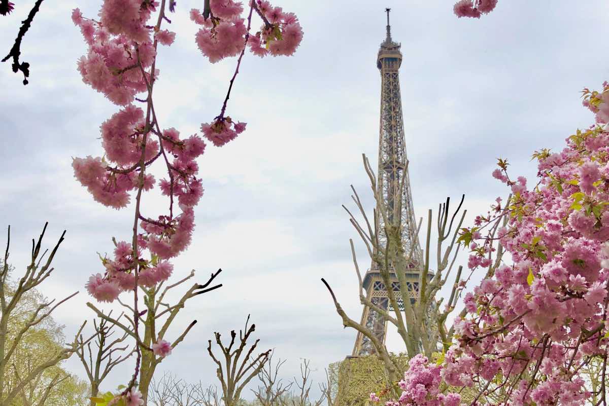 primavera em paris cerejeiras