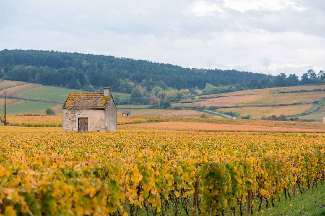 A Côte d’Or na Borgonha