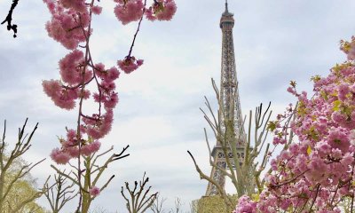paris em baril cerejeiras